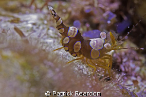 Spotted cleaner shrimp. by Patrick Reardon 